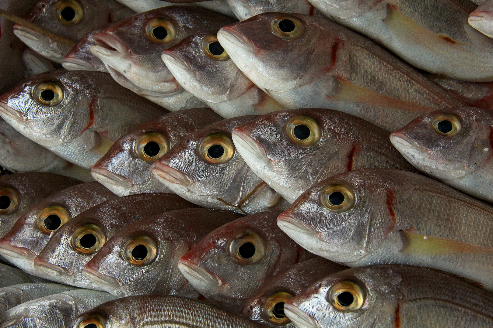 heute gab es Fisch