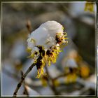 Heute gab es Sonne zum Schnee