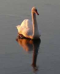 Heute gab's "Schwan auf Eis"