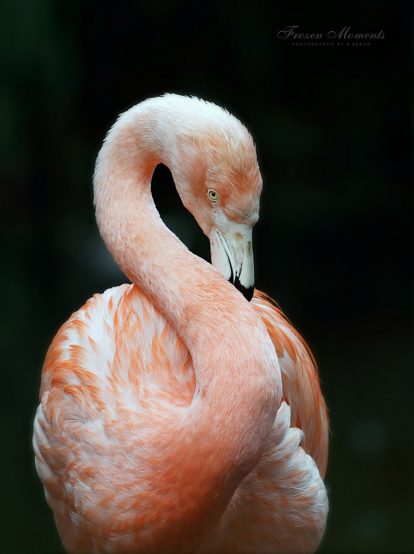 Heute ganz in Rosa