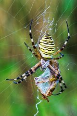 Heute gefunden und würde gerne wissen was das für eine Spinne ist ?