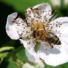 heute geht´s mal in die Brombeerblüten