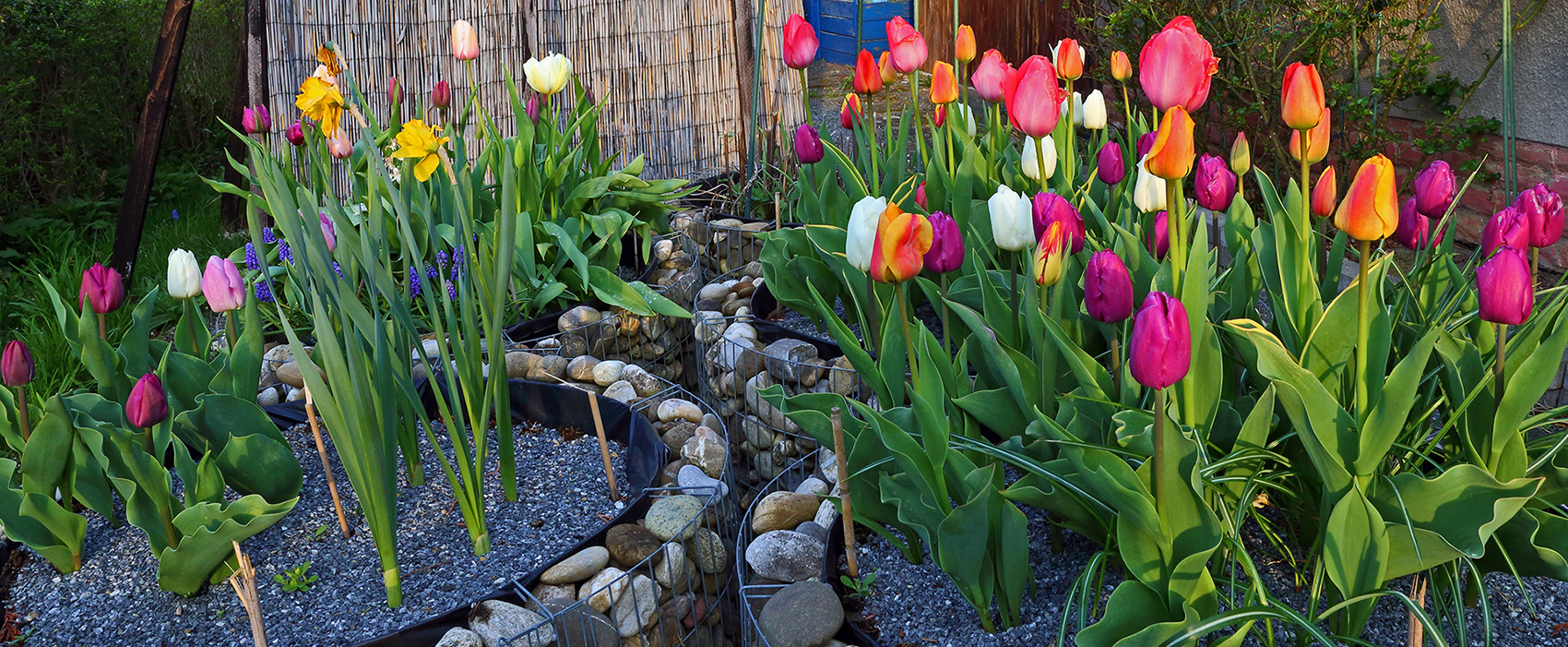 Heute genau vor zwei Jahren war der Tag der Tulpen...