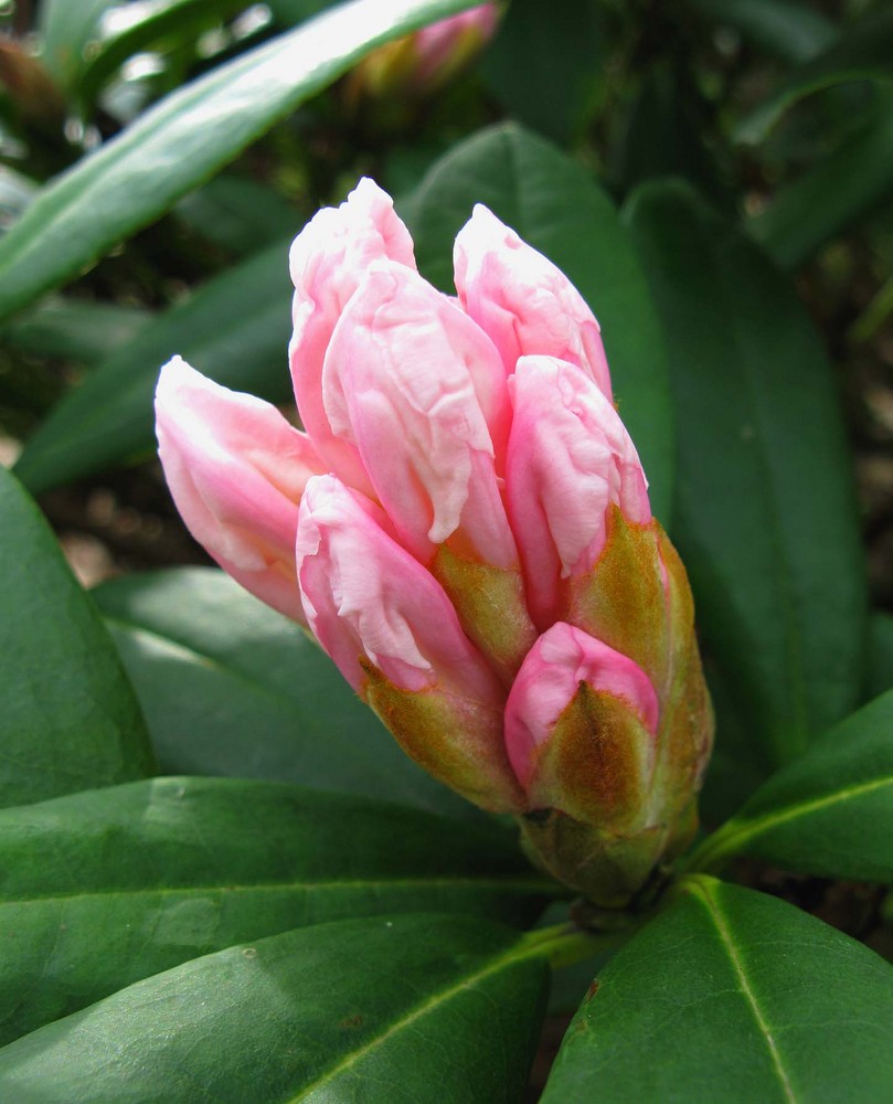 Heute gesehen "Rhododendrohn"