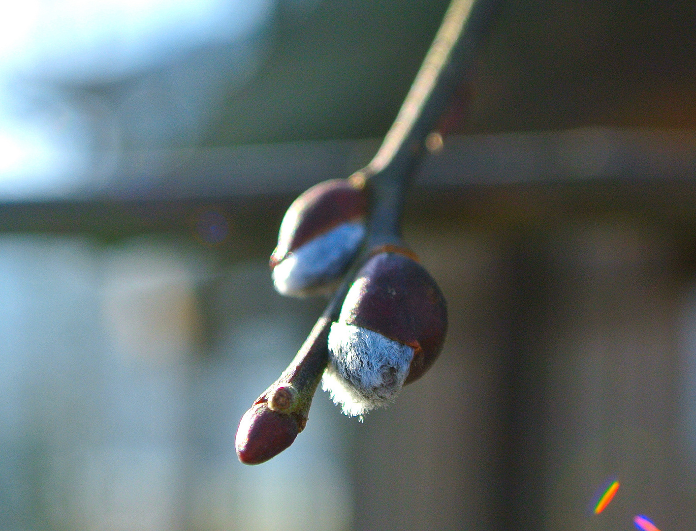 heute gesichtet 01.02.14