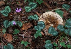 Heute gibt es Blümchen für euch!