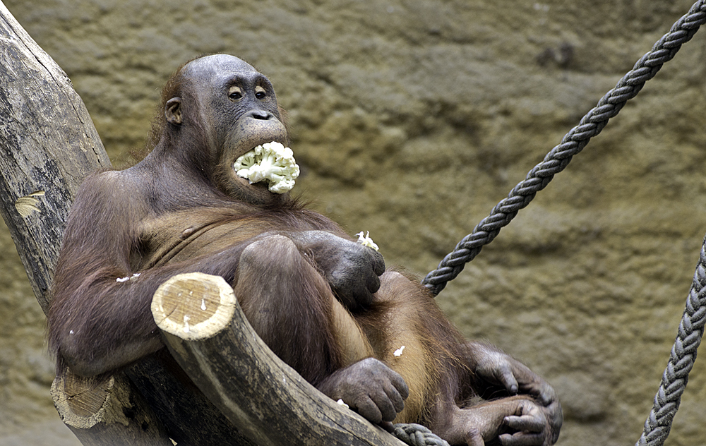 Heute gibt es Blumenkohl ;-) Foto & Bild | tiere, zoo, wildpark