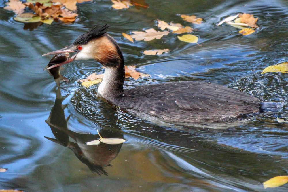 Heute gibt es Fisch.. Foto & Bild tiere, wildlife, wild lebende vögel