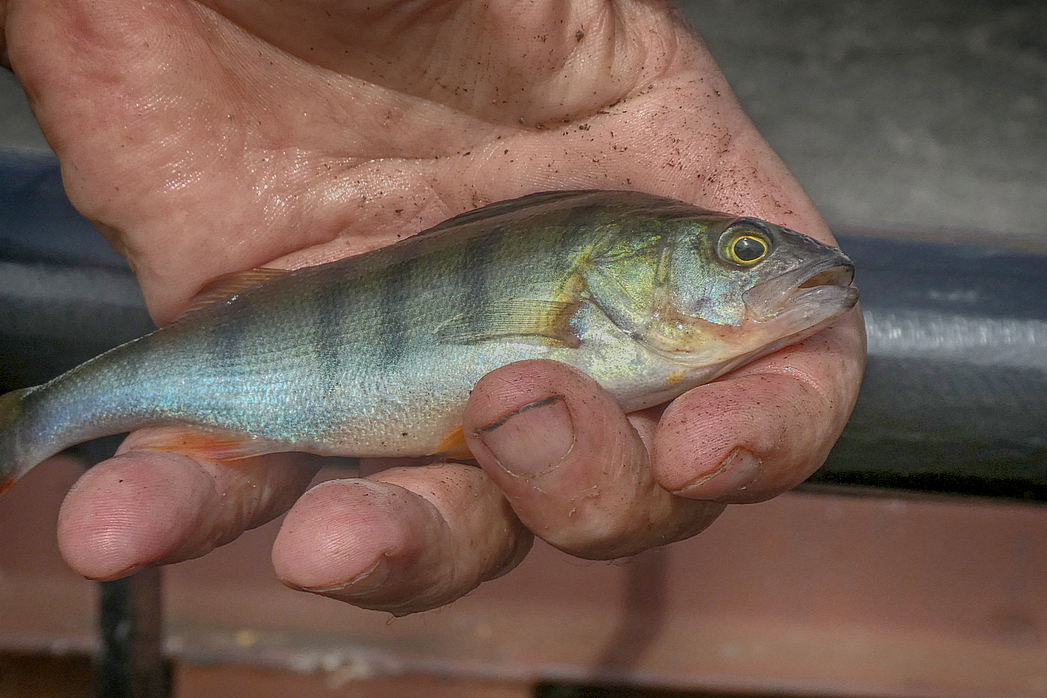 Heute gibt es Fisch