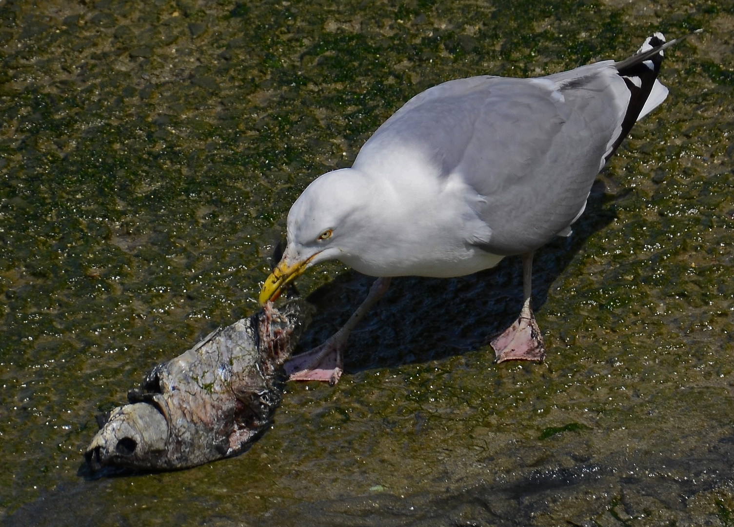 Heute gibt es Fisch