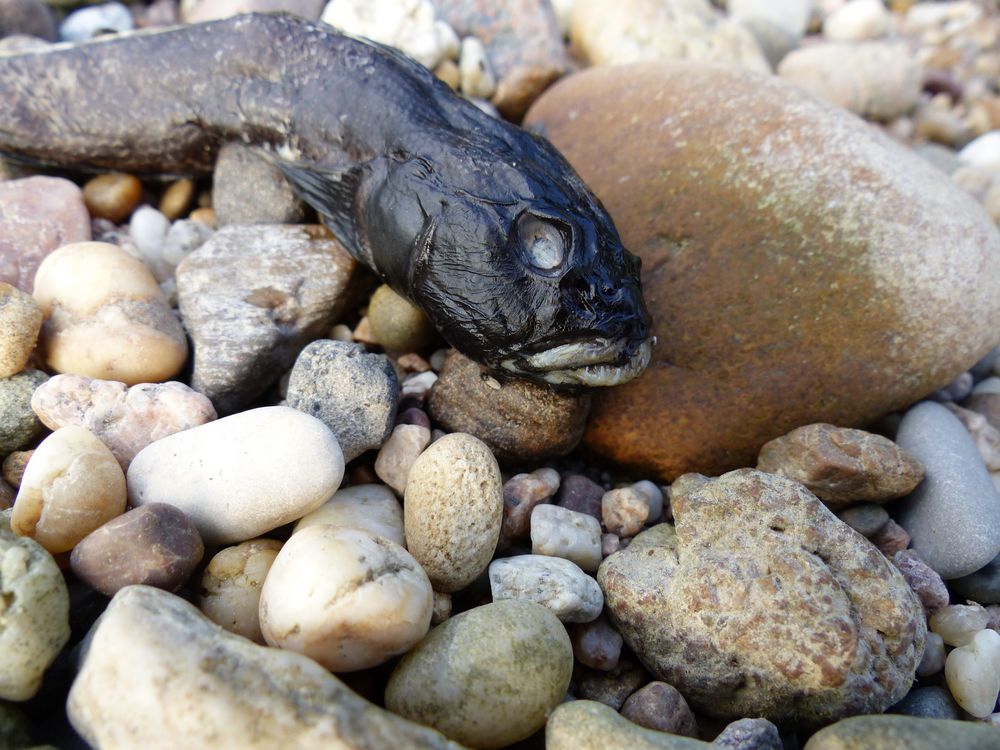 Heute gibt es Fisch