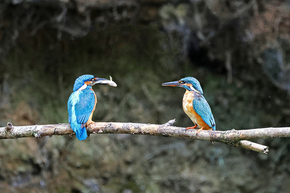 Heute gibt es Fisch