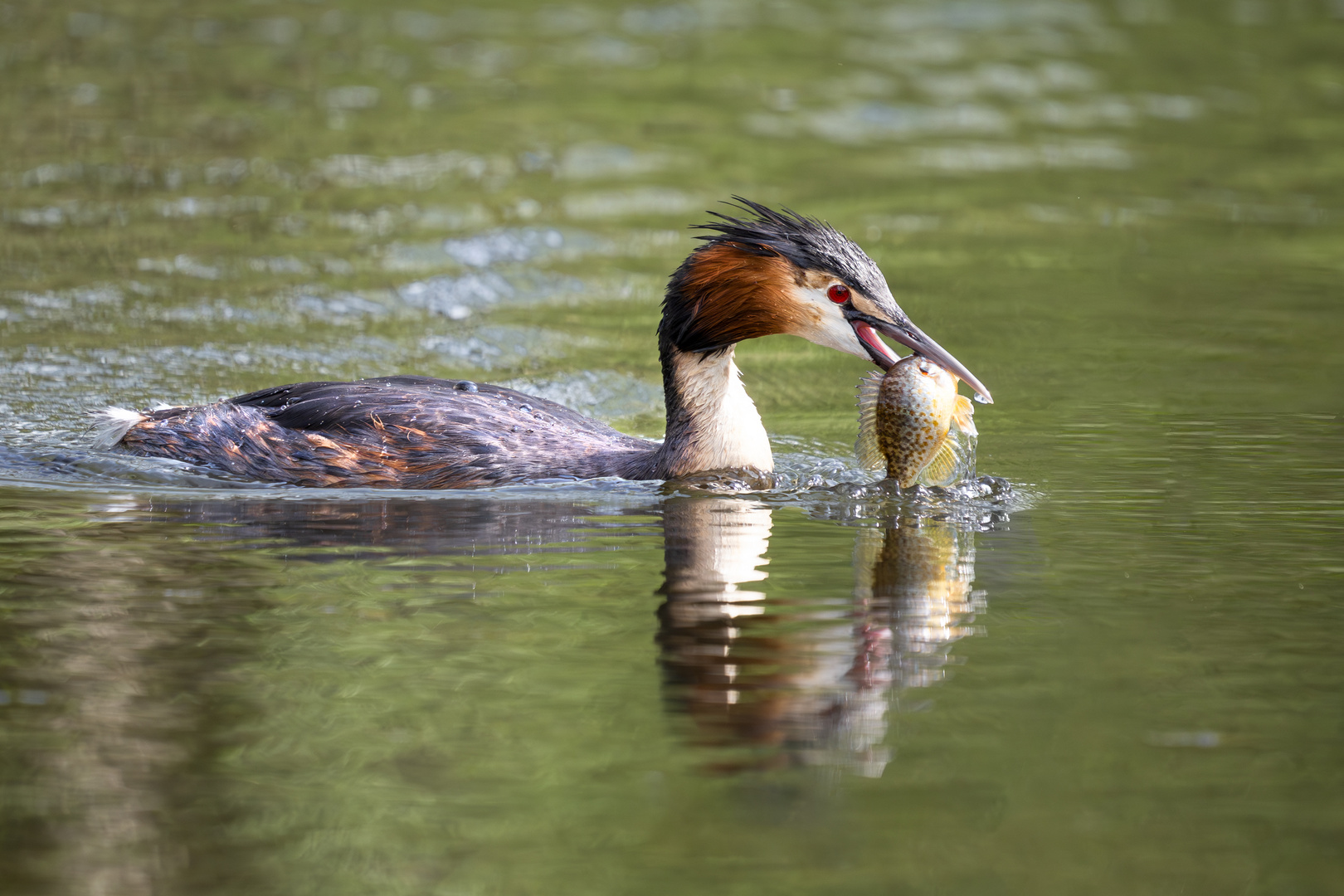 Heute gibt es Fisch Foto & Bild tiere, wildlife, wild lebende vögel
