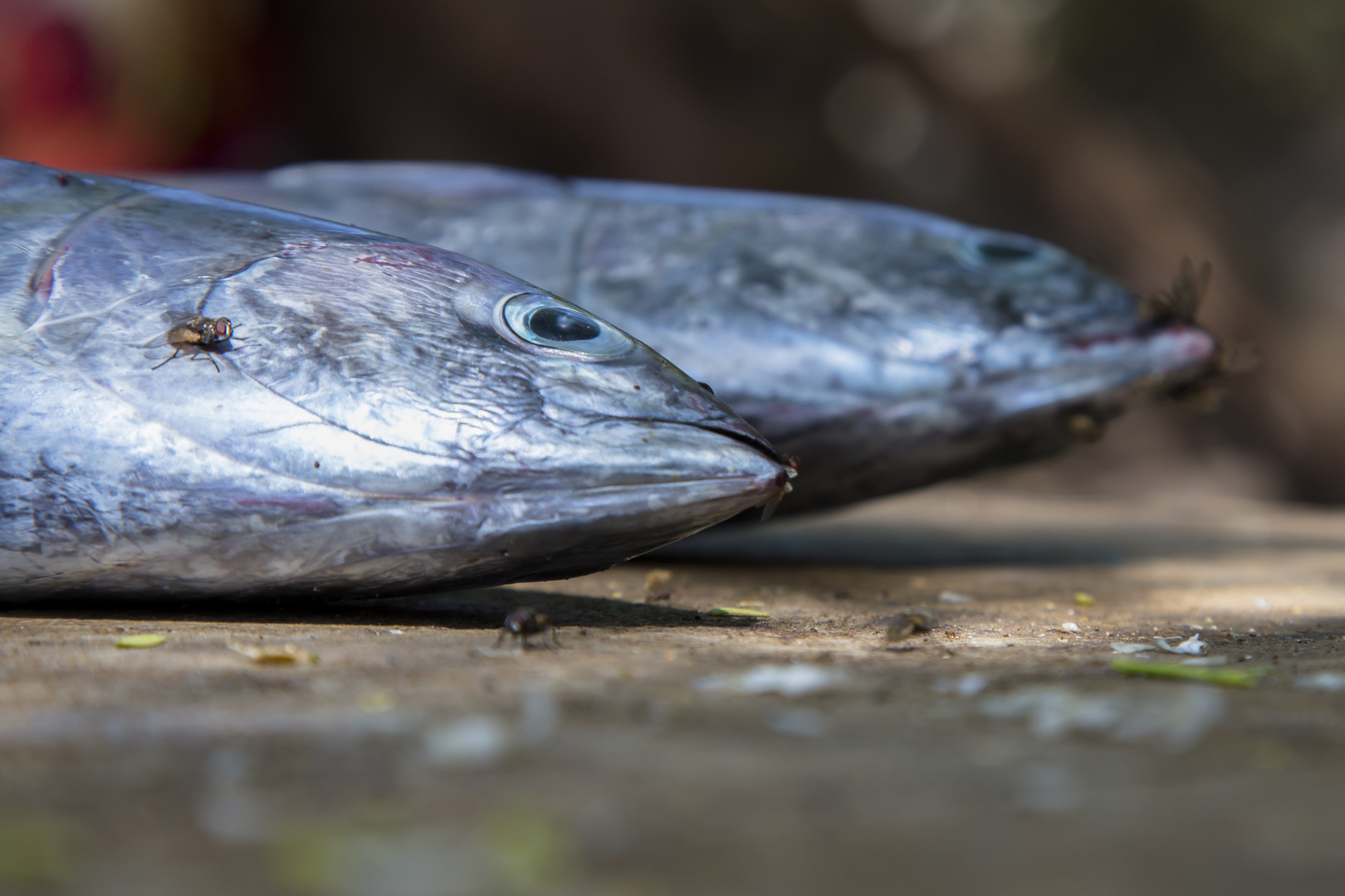 heute gibt es fisch