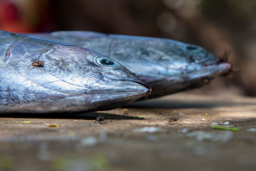 heute gibt es fisch