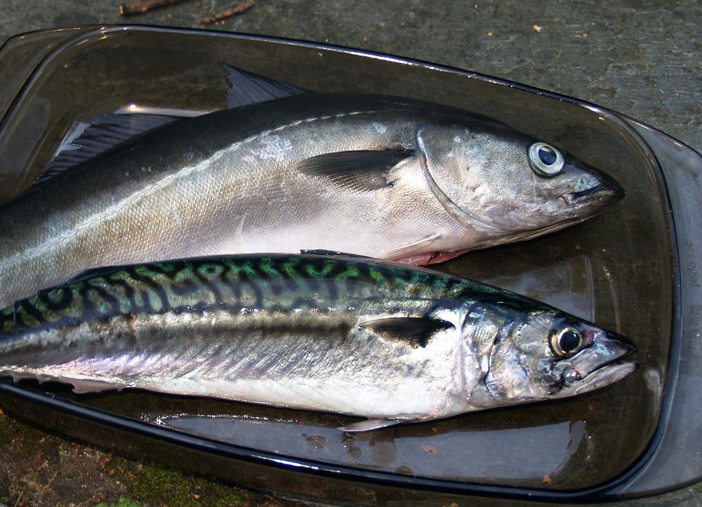 Heute gibt es Fisch