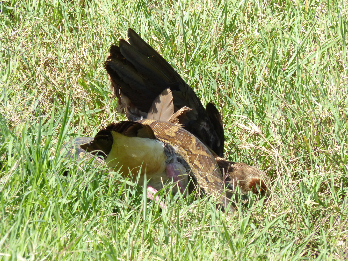 Heute gibt es Gans