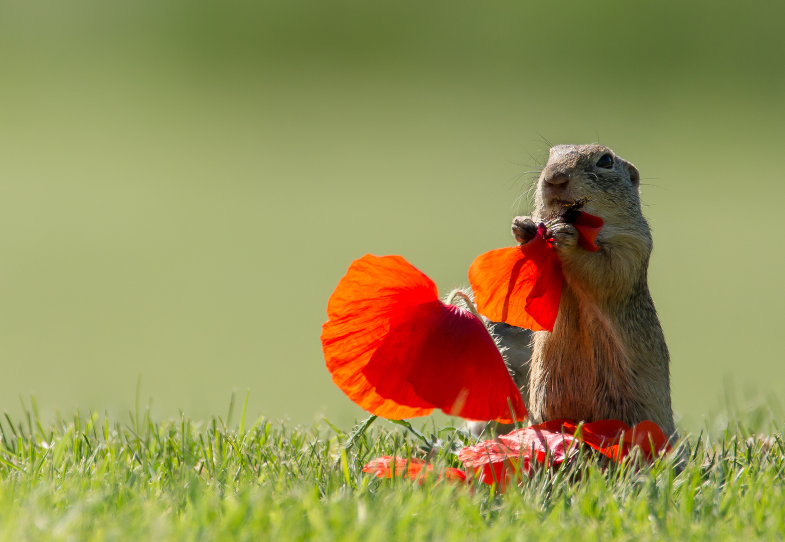 Heute gibt es Mohn zum Frühstück....