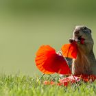 Heute gibt es Mohn zum Frühstück....