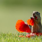 Heute gibt es Mohn zum Frühstück....