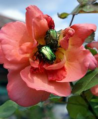 Heute gibt es Rosenblattsalat