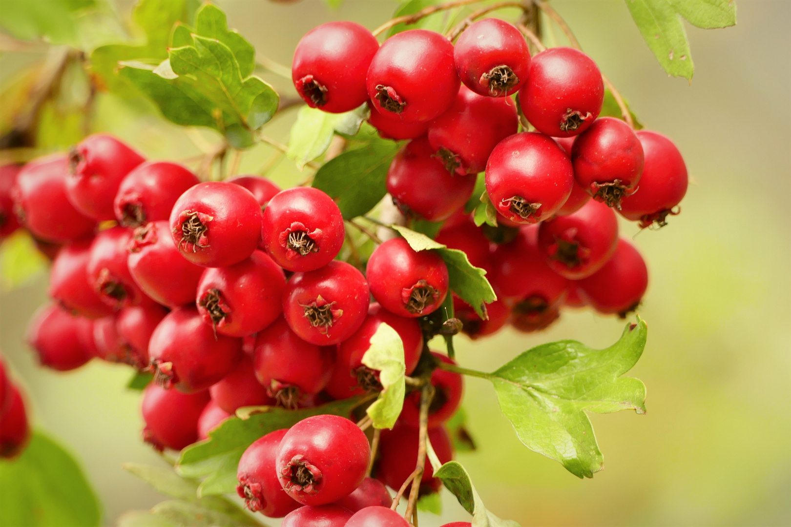 Heute gibt's Beeren als Mittwochsblümchen