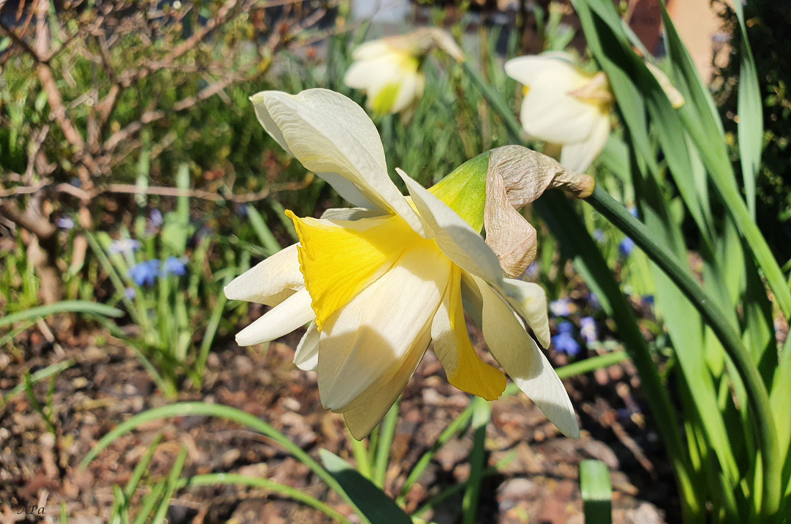 Heute gibt's Blümchen