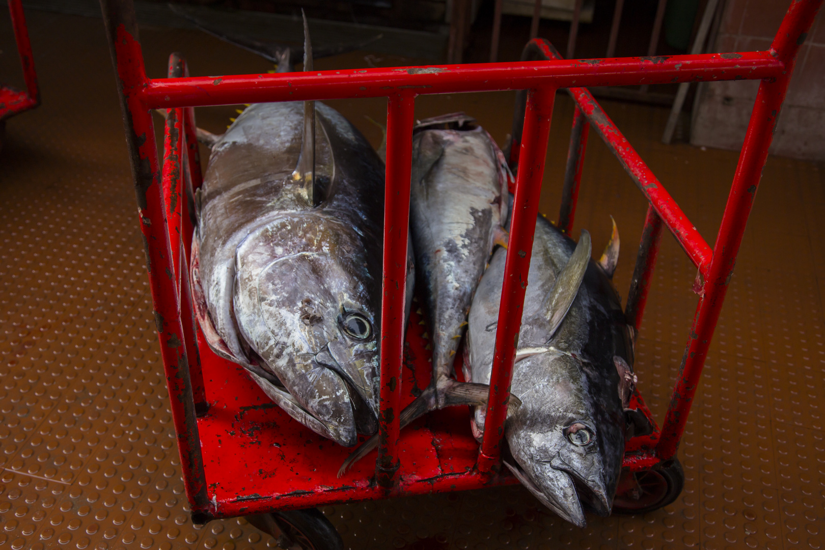 heute gibt's fisch!