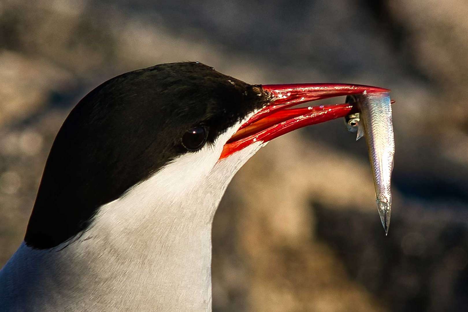 Heute gibt's Fisch 