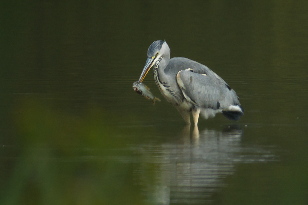 Heute gibt´s Fisch