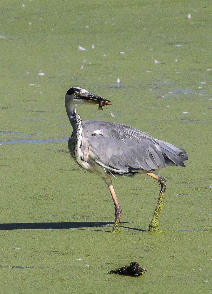 Heute gibt`s Fisch mit Beilage Foto &amp; Bild | natur, vögel, wildlife ...