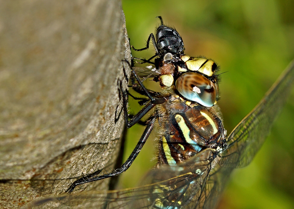 Heute gibt´s Fliege