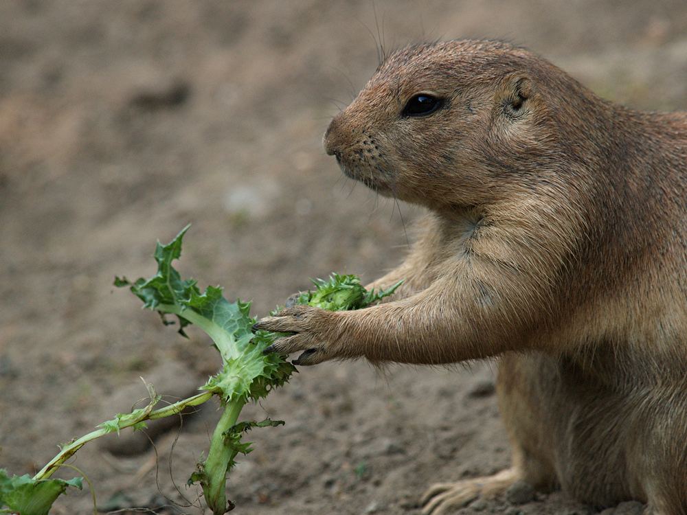 Heute gibt´s frischen, knackigen Salat !