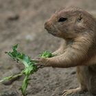 Heute gibt´s frischen, knackigen Salat !