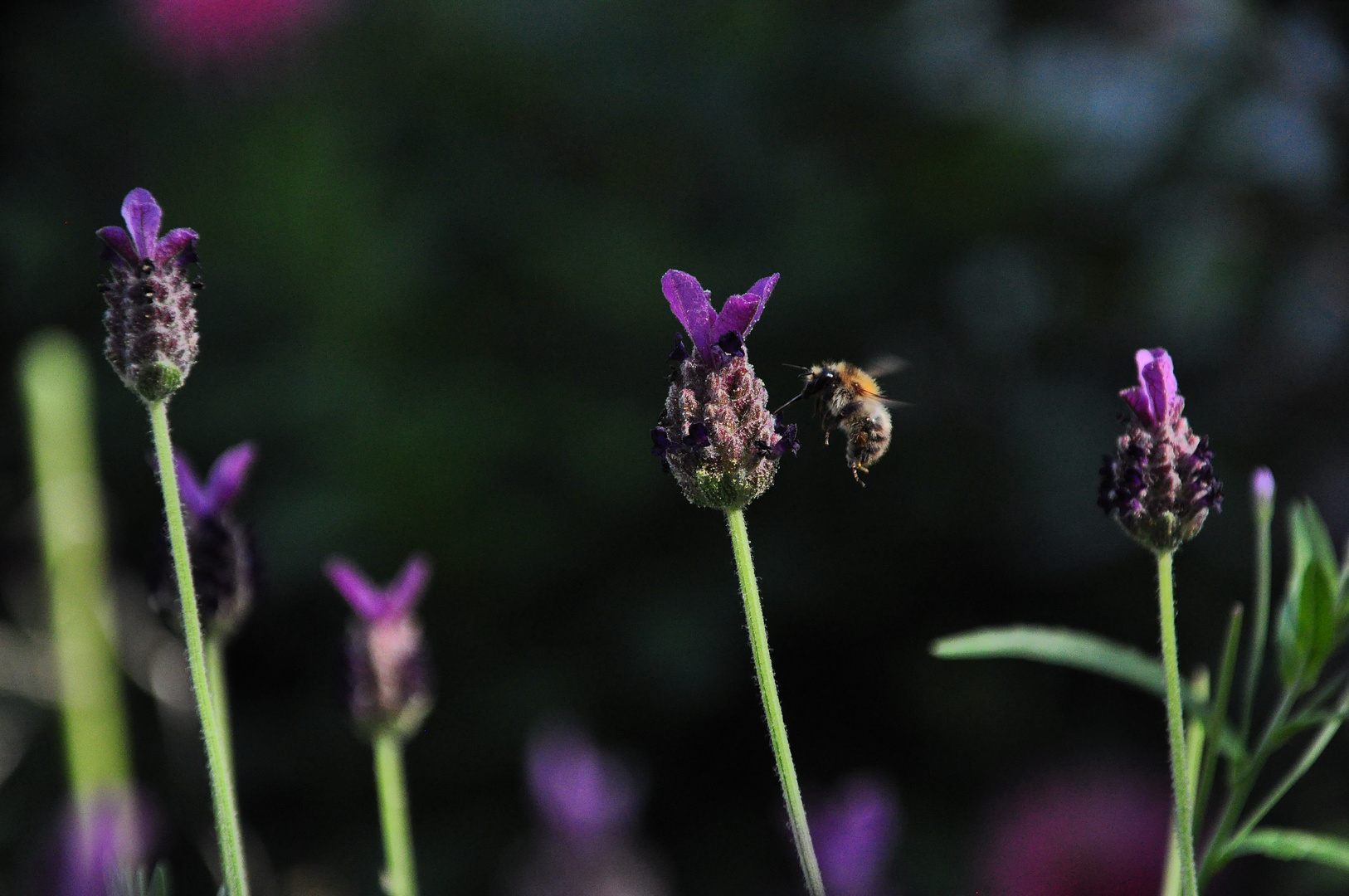 Heute gibts Lavendel-Honig !