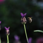 Heute gibts Lavendel-Honig !