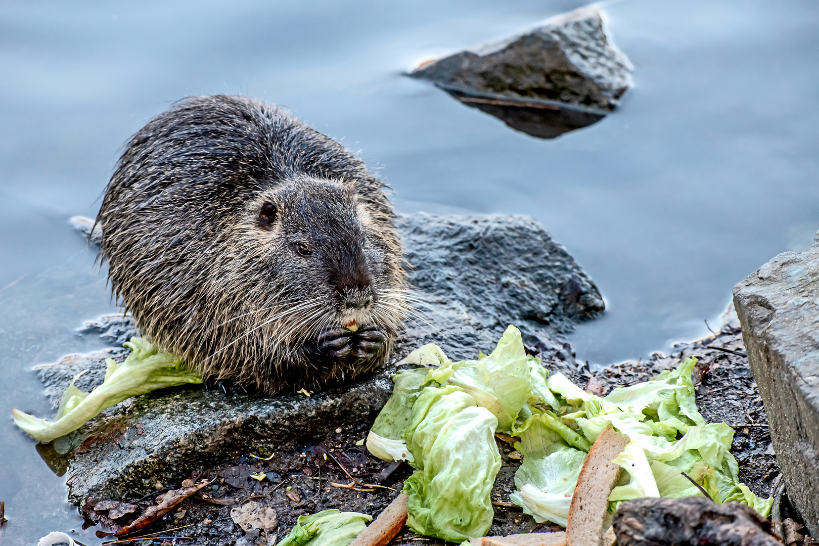 Heute gibt´s Salat