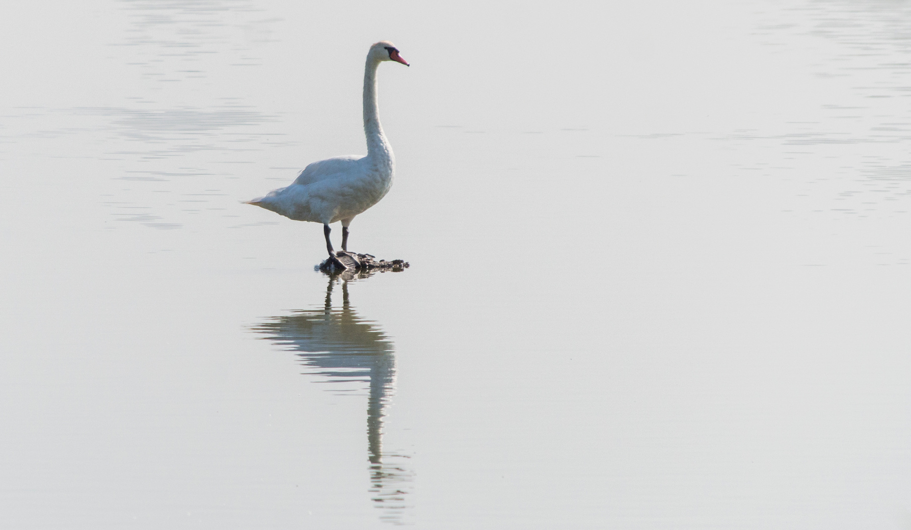 Heute gibt's Schwan