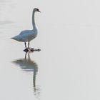 Heute gibt's Schwan