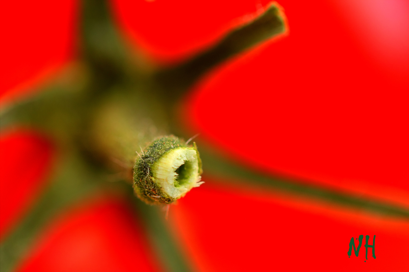 heute gibt´s Tomatensoße