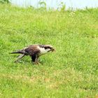 Heute gibt's Vogel...