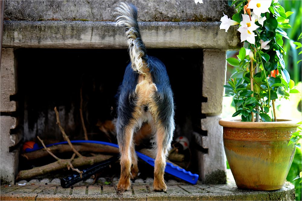 Heute Grillen