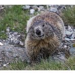 Heute grüßt das Murmeltier besonders kess: "Frohe Pfingsten allen!"