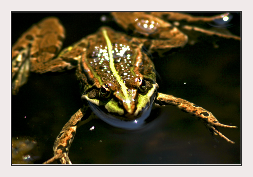 Heute hab ich ihn geküßt - aber er blieb trotzdem nur ein einfacher Frosch ...