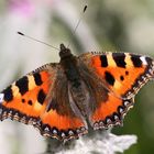 Heute habe ich den 1. Schmetterling gesehen.