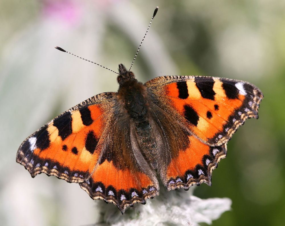 Heute habe ich den 1. Schmetterling gesehen.