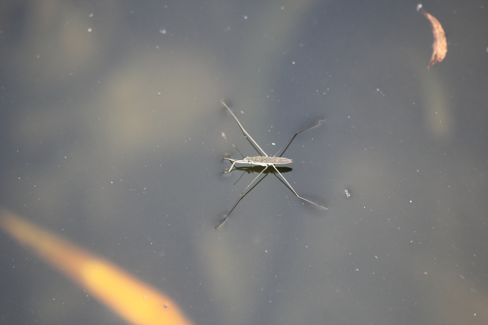 Heute habe ich den ersten und einzigen Wasserläufer auf meinen Naturteich entdeckt!