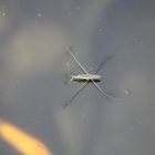 Heute habe ich den ersten und einzigen Wasserläufer auf meinen Naturteich entdeckt!