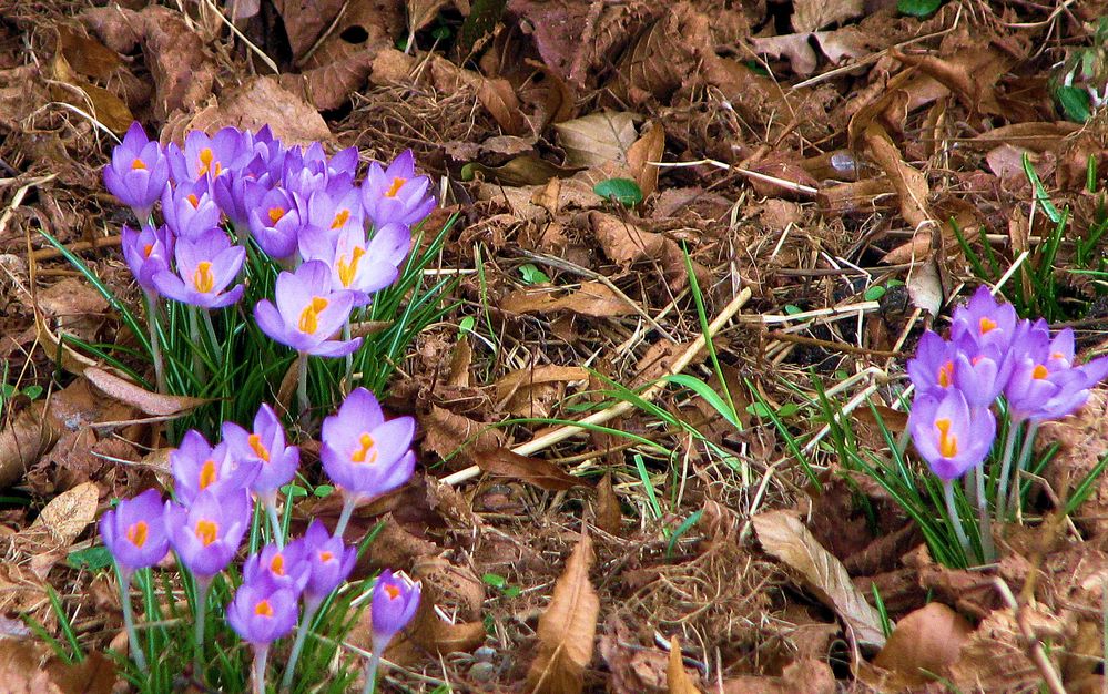 heute habe ich den Frühling gesehen