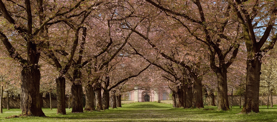 Heute habe ich die letzten Blüten der Zierkirschen im Schlossgarten in Schwetzingen aufgenommen....